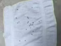 滅蟲專家- 免費詢問，顧問-老鼠，蚊子，蟑螂，白蟻，蜜蜂