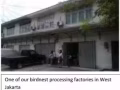 印尼燕窝零售、批发。