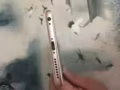 出一台IPHONE6S PLUS 64GB 玫瑰金 成色9.99成新 