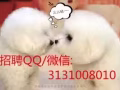 华文老师 幼师 招聘QQ3131008010