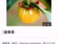 肥胖终结者！！！熙瘦减肥塑形！！独家代理！！！