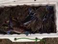 自行车补胎，换胎