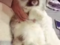 一歲呆萌兔兔找新家