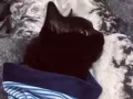小黑貓一隻