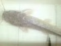 卖鲶鱼catfish