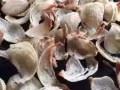 洞燕窝马来西亚批发
