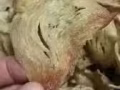 洞燕窝马来西亚批发