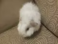 天竺鼠轉讓
