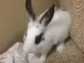熊貓兔出售