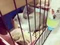 netherland dwarf 小兔安娜