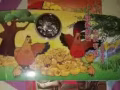 纪念币