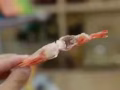 山东特产海鲜，自家养殖自己加工的即食海参，有需要朋友请联系我！
