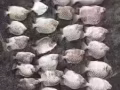 自己钓的新鲜海鱼//石斑//红斑//红曹//金目鲈//有要的联系我