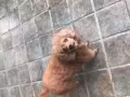 寵物宿舍