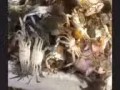 专业 渔网 螃蟹网 地笼  充气船  撒网 