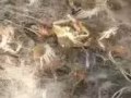 专业 渔网 螃蟹网 地笼  充气船  撒网 