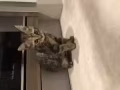 四个月大的纯种美国短毛女猫咪