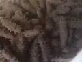 出售纯野生东北海参
