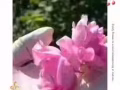 蔻賽玫瑰水光肌底噴霧