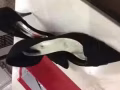 衣服鞋子处理。。。