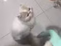 6個月大波斯小貓 找戶大戶人家接手