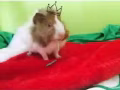 Guinea pig boy 荷蘭豬，公