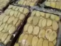 東革阿里