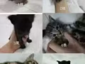 小奶猫还有5天就满月啦