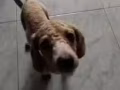 I Have Poodle Dog one 4 Months (Male) 