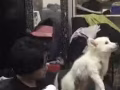 出售一只一年大的母银狐犬