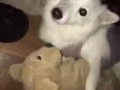 出售一只一年大的母银狐犬
