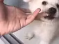 3个月大银狐犬 2000新币，包全部生活用品 价格可议
