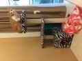 猫爬架 猫砂盆转让