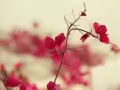 招聘兼职（日结）or全职（仅限女生）工作轻松