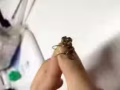 歐洲MONET小飾品