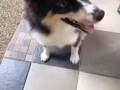 稀有藍眼睛牧羊犬 Rare Blue Eye Shetland Sheepdog