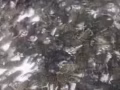 鲜活小龙虾专卖