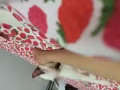 《猫咪寄养》