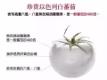 水晶番茄美白丸Crystal tomato新加坡本土品牌每天一粒 讓美白不再是夢
