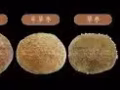 关于豪猪枣(箭猪枣) 来自大马有意请联络98930070 
