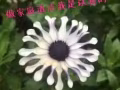 專門做公寓和洋房家庭清潔，首次做五折10/小時，三個小時起