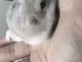 可愛小倉鼠領養
