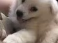 大号狗笼-9.999新