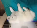 两个月小银狐有偿转让