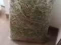 一割提摩西草1kg免費送
