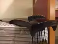 古琴转让