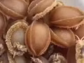 出售國內海鮮乾貨