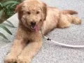替狗狗找個有緣的新主人