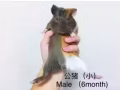 荷蘭豬 Guinea Pig for Sale