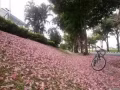 轉讓自騎自行車 